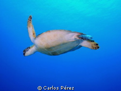 "Into the Blue" This Green Turtle Was incredible Photogen... by Carlos Pérez 